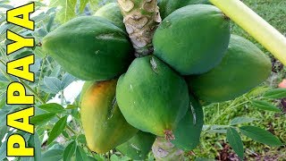 6 Tips How to Grow Papaya Perfectly in the Ground amp Containers [upl. by Airreis]