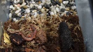 Basics of a fast Salamander Terrarium setup  Save the Salamanders [upl. by Poulter]