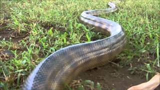 Bjørn Ormstad  Blackheaded python Aspidites melanocephalus [upl. by Robet]