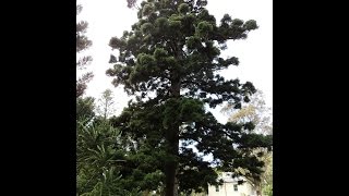 Plant ID Hoop Pine Araucaria cunninghamii [upl. by Vladamir]