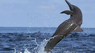 Awesome Spinner Dolphins filmed leaping by Spydolphin [upl. by Esidnak]