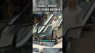 ACEST CÂINE ESTE SPERIAT DE SCARA RULANTĂcuriozități viral emotional poveste [upl. by Haswell]