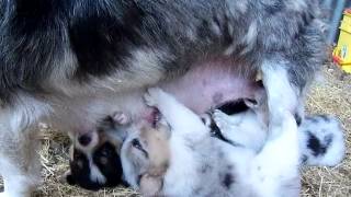 Corgi x Sheltie mix puppies nursing 5512MP4 [upl. by Etnomal825]