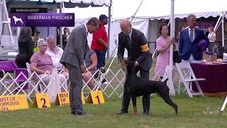 Doberman Pinschers  Breed Judging 2021 [upl. by Dolloff]