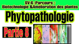 Phytopathologie Partie 8 Relation entre symptômes dégâts et pertes [upl. by Alisa]