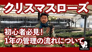 クリスマスローズ 初心者必見！1年の管理の流れについて ◆横山園芸 公式◆ 【2024】 [upl. by Andreas977]