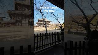 Todaiji Temple in Nara houses the world’s largest bronze Buddha statue  oldest temples of Japan [upl. by Neleag]