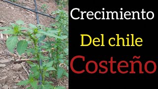 Crecimiento de la planta de Chile Costeño después de la fertilización [upl. by Blandina350]