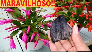 🟨 Coloque 1 CARVÃO em sua FLOR DE MAIO veja o incrível resultado Serve Para TODAS AS PLANTAS❤🥰🌷 [upl. by Leveroni]