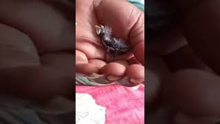 Hand Feeding 0 Day Cut throat finch baby finchs birds birdslover cutthroatfinch babybird [upl. by Wheaton]