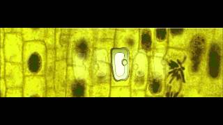 KS3 Biology Photosynthesis [upl. by Adnarram]