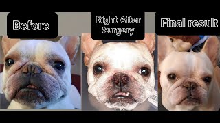 Corrective Surgery for Stenotic Nares French bulldog [upl. by Niwroc]