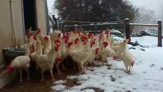 Rescued Hens See Snow for the First Time [upl. by Assiroc]