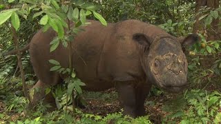 Sumatran Rhino SumatraNashorn Badak Sumatera Dicerorhinus sumatrensis [upl. by Taub261]