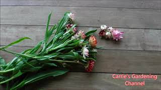 how to dry strawflowers how to know when your strawflowers are dry [upl. by Okimat]