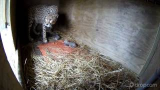 Milani Gives Birth to 5 Cheetah Cubs [upl. by Finn261]