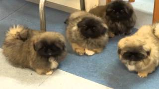 Pekingese puppies in Kennel Kaimon Gerheil [upl. by Berky]