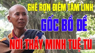 Rùng Mình Chuyện Tâm Linh về CÂY BỒ ĐỀ vừa được trồng TẠI CỐC của THẦY MINH TUỆ  KÝ ỨC TÂM LINH [upl. by Damha366]