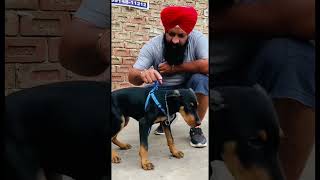 Dog Ear Cropping Is it Necessary Doberman ke Kaan Kaise Khade Honge Ears Standing  Bracing Method [upl. by Feodore]