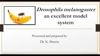 what is Drosophila melanogasterfruit flyBiology [upl. by Whitver289]