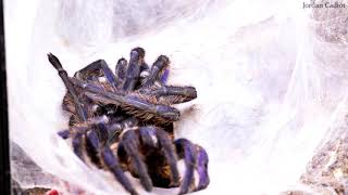 Chromatopelma cyaneopubescens Greenbottle blue tarantula molting process timelapse [upl. by Quent125]