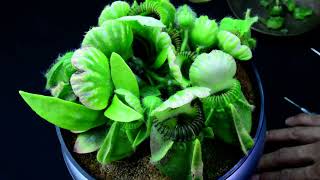 PlantB18 Cephalotus follicularis Bubble Giant’  biweekly maintenance – 101224 [upl. by Otrebmuh]