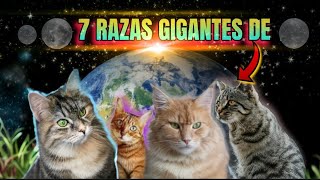 LAS 7 RAZAS DE GATOS MAS GRANDES DEL MUNDO  SON LAS RAZAS DE GATOS MAS PROHIBIDAS DE MUNDO [upl. by Maxia]