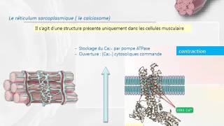 CYTOLOGIE LES ORGANITES INTRACELLULAIRES le système endomembranaire [upl. by Thomajan]