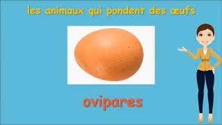 CP la reproduction chez les animaux [upl. by Adnerb]