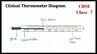 Clinical Thermometer Diagram easily step by step for beginners  Class 7 CBSE [upl. by Iridissa]