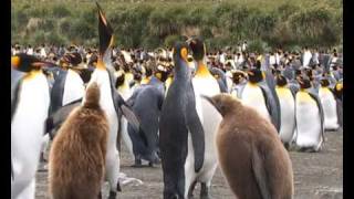 Antarcticathe king penguins of Gold Harbour South Georgia [upl. by Tomasz43]