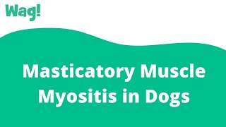 Masticatory Muscle Myositis in Dogs  Wag [upl. by Honey994]