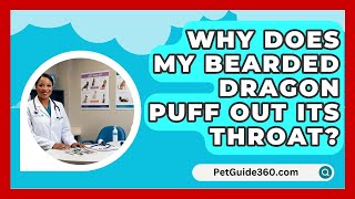 Why Does My Bearded Dragon Puff Out Its Throat  PetGuide360com [upl. by Mighell]