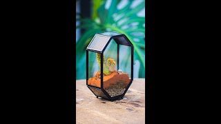 Tutorial build a mini Octagon cacti spider terrarium [upl. by Idnis35]