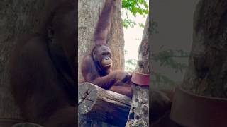 Bornean Orangutan  Singapore Zoo [upl. by Roane]