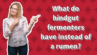 What do hindgut fermenters have instead of a rumen [upl. by Nnylrats530]