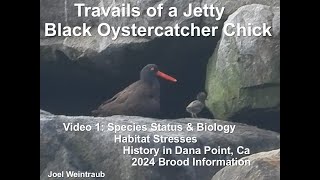 Travails Of A Jetty Black Oystercatcher Chick Part 1 [upl. by Atinas]