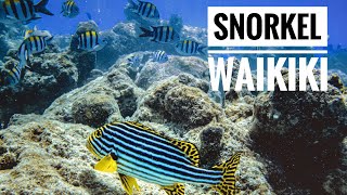 Snorkeling WAIKIKI Pier Hawaii [upl. by Margreta160]