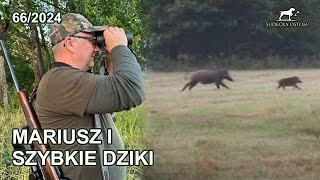 Mariusz i szybkie dziki i jelenie  SUDECKA OSTOJA 662024 roe deer hunting in poland [upl. by Sewoll]