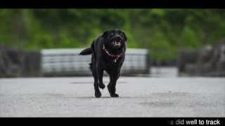 Tamron 150600mm AF speed test Nikon  A011  with a labrador [upl. by Anyel]