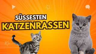 Die Süßesten Katzenrassen der Welt 🐱💖 [upl. by Norina]