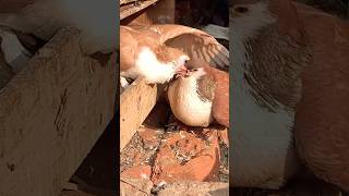 fancy shirazi kabutar🕊️trending bird birdspecies youtubeshorts shortsvideo shortsvideo [upl. by Arahk810]