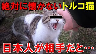 【海外の反応】中国人には絶対に近づかないトルコの猫！だが相手が日本人だと…？【THE日本】 [upl. by Marcoux747]