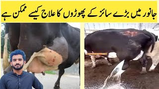 Abscess in buffalo Huge size AbscessHow to treat Abscess in cattle by Dr khyam [upl. by Elraet]