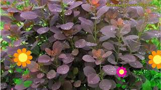 Скумпия кожевенная Роял Перпл Краткий обзор описание характеристик cotinus coggygria Royal Purple [upl. by Yokum598]