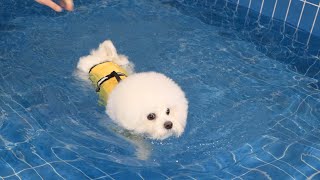 My Puppy Swims For the First Time [upl. by Dnalkrik]