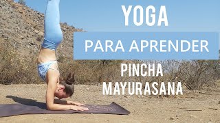 YOGA PARA APRENDER Pincha Mayurasana  Clase completa de vinyasa yoga  MalovaElena [upl. by Aihk]