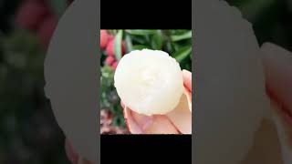 Lovely lychee 🥰🥰 freshfood fruit foryou lovelylychee lychee lycheecitting [upl. by Harolda]