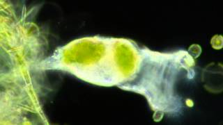 Rotifers Feeding [upl. by Lelah]