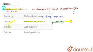 Megakaryocyte cell is [upl. by Geralda]